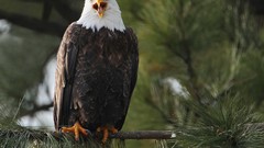 Nature Animals bald head bald eagles