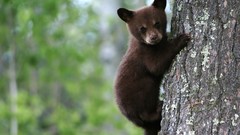 Nature Animals Bears animal world