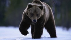 Nature Animals Bears animal world