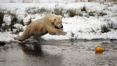 Nature Animals Bears animal world