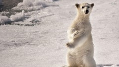 Nature Animals Bears polar white bear
