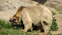 Nature Animals Bears zoo grizzly bears saulinhio