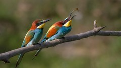 Nature Animals Birds Bee Eaters