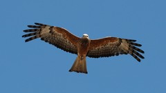 Nature Animals Birds bird of prey