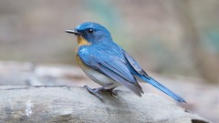 Nature Animals Birds Blue Flycatchers