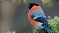 Nature Animals Birds close-up bullfinch Finches