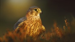 Nature Animals Birds Eagles bird of prey