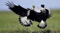 Nature Animals Birds Fighting Venezuela falcon bird