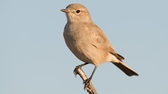 Nature Animals Birds flycatcher