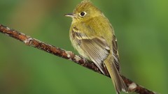 Nature Animals Birds flycatcher