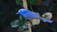 Nature Animals Birds flycatcher Blue Flycatchers