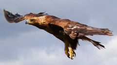Nature Animals Birds flying hawk Eagles natural complex magazine