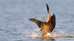 Nature Animals Birds geese water splash