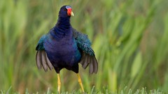 Nature Animals Birds hen Water Rail