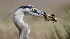 Nature Animals Birds lizards herons Grey Heron