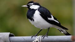 Nature Animals Birds magpies larks