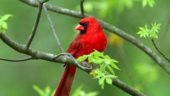 Nature Animals Birds Northern Cardinal