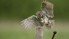 Nature Animals Birds Owls 69