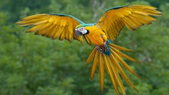 Nature Animals Birds Parrots Blue-and-yellow Macaws
