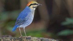 Nature Animals Birds Pittas