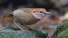 Nature Animals Birds Pittas