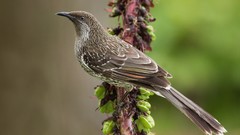 Nature Animals Birds Plants Wattlebirds