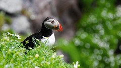 Nature Animals Birds puffin