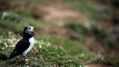 Nature Animals Birds puffin depth of field