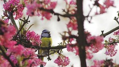 Nature Animals Birds Ray Schönberger Photography