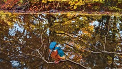 Nature Animals Birds reflections national geographic kingfisher