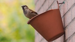 Nature Animals Birds sparrow flowerpot