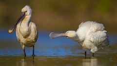 Nature Animals Birds spoonbills