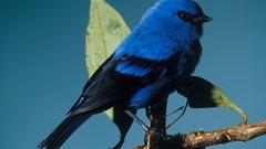 Nature Animals Birds Tanagers
