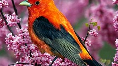 Nature Animals Birds Tanagers Scarlet Tanager