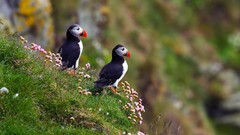 Nature Animals Birds wildlife puffin atlantic puffin depth of 