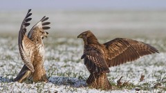 Nature Animals Birds wings fight hawks come at me bro Red Tail 