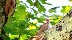 Nature Animals Birds woodpecker