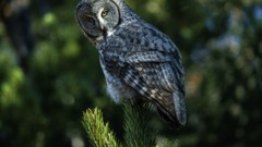 Nature Animals Birds Wyoming grey perspective Owls