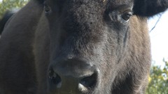 Nature Animals bison