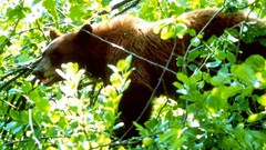 Nature Animals black bear