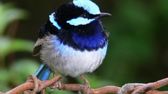 Nature Animals blue Birds Superb fairy-wren
