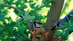 Nature Animals blue jay