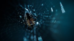 Nature Animals blue web spiders climbing creatures climb spider 