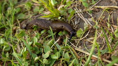 Nature Animals brown snails