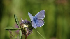 Nature Animals Butterflies insects lepidoptera