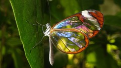 Nature Animals Butterflies wings transparent Glasswing Butterfly