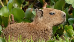 Nature Animals capybara