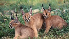 Nature Animals caracal