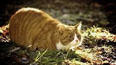 Nature Animals cats Garfield fat outdoors pets yellow eyes