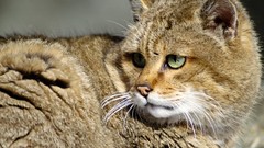 Nature Animals cats hook